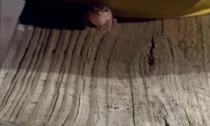 Little Coqui Frog Calling