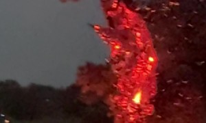 Tree Combusts After Lightning Strike