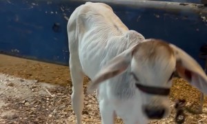 Cow Calf Kicks At Hugging Child
