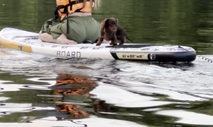 Paddleboarding Dachshund Takes A Plunge