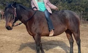 Border Collie Jumps To Ride Horse Bareback