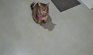 Training My Cat to Be a Hunter