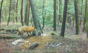 Fox Tries to Corral Kits into Den