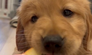 Puppy Unsure About Apple