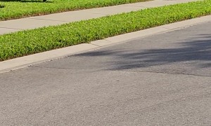 Alligator Emerges From Residential Bushes