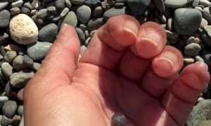 Pill Bug On The Beach
