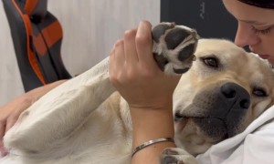 Owner Comforts Dog Through Nail Trim