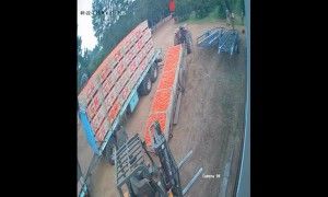 Dog Crushed Under Pallets