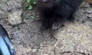Little Skunk Makes Adorable Stomps