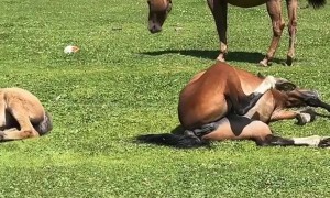 Chill Horse Sunbathing in a Funny Position