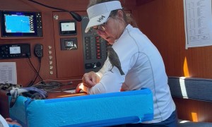 Little Bird Hitches Free Ride to Mackinac Island