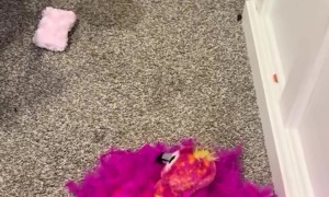 Puppy Doesn't Trust Toy Flamingo