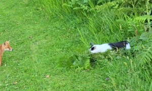 Fox and Cat Play Together