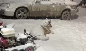 Otto Lays Out in the Snow