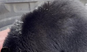 Smacking a Black Bear