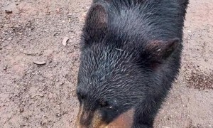 Feeding a Black Bear a Granola Bar