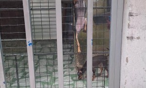 Mini Pinscher Climbs a Gate