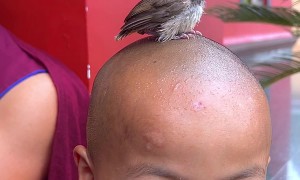 Bird Gets Fed on Little Monk's Head