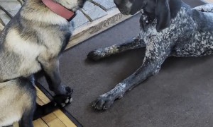 Malinois Just Wants to Be Friends