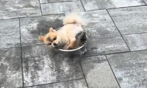 Lala Has a Pool but Prefers Her Water Bowl