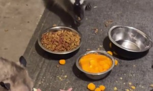 Opossum, Skunk, Raccoon, and Cat Having Dinner on the Porch