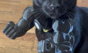 Black Cat Gets Muscular Arms