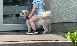 Kid Falls Off Puppy