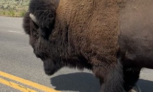 Bison Crossing in Yellowstone National Park