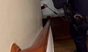 Police Evict Raccoon from Home