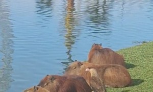 Caracara Pets Capybara