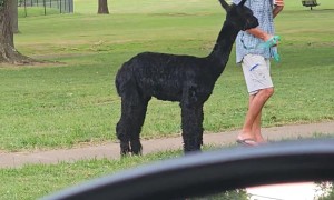 Memphis Man Walks Alpaca In Public