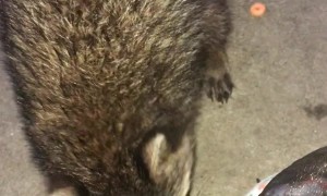 Baby Raccoon Recovers After Losing Hand