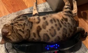 Bengal Cat's Full-Body Jiggle Therapy