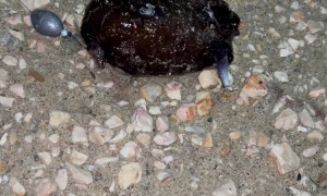 Strange Creature From the Sea