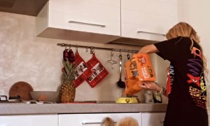 Excited Poodle Jumps for his Dinner