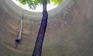 The Tree That Never Gave Up