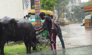 Man Rescues Water Buffalo From Metal Entanglement