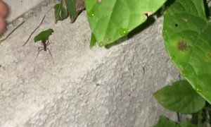 Ant Granted Warp Speed Reaches Anthill Faster