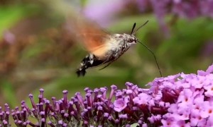 Slow Motion Hawk Moth Feeds on Flower
