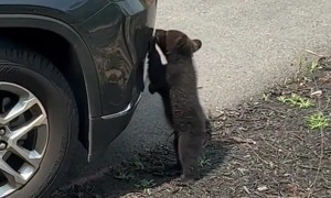 Curious Bear Cub Investigates Vehicle Bumper
