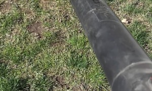 Puppy Reacts to Leaf Blower