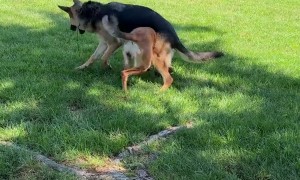 Dogs Get Stuck on Spin Cycle