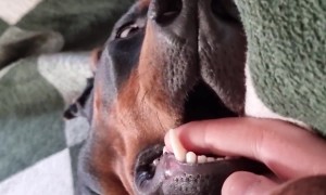 Doberman Stopped Working