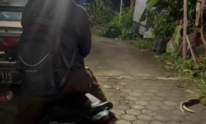 Mating Snakes in Indonesia