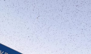 Swarm of Locusts at Sunset