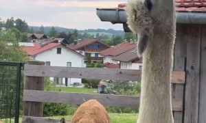 So Close and Yet So Far