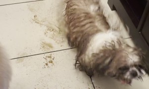 Muddy Dog Dances on Clean Floors