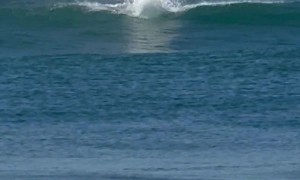 Wild Dolphin Surfs Wave