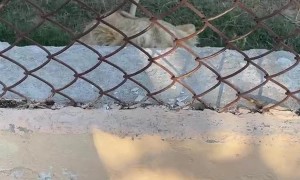 Lion Jumps on Fence and Scares Human