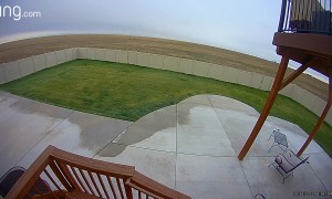 Mountain Lion Jumps Into Home's Window Well